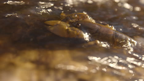 cangrejo de río o cangrejo de río en la corriente de agua dulce, tiro estrecho