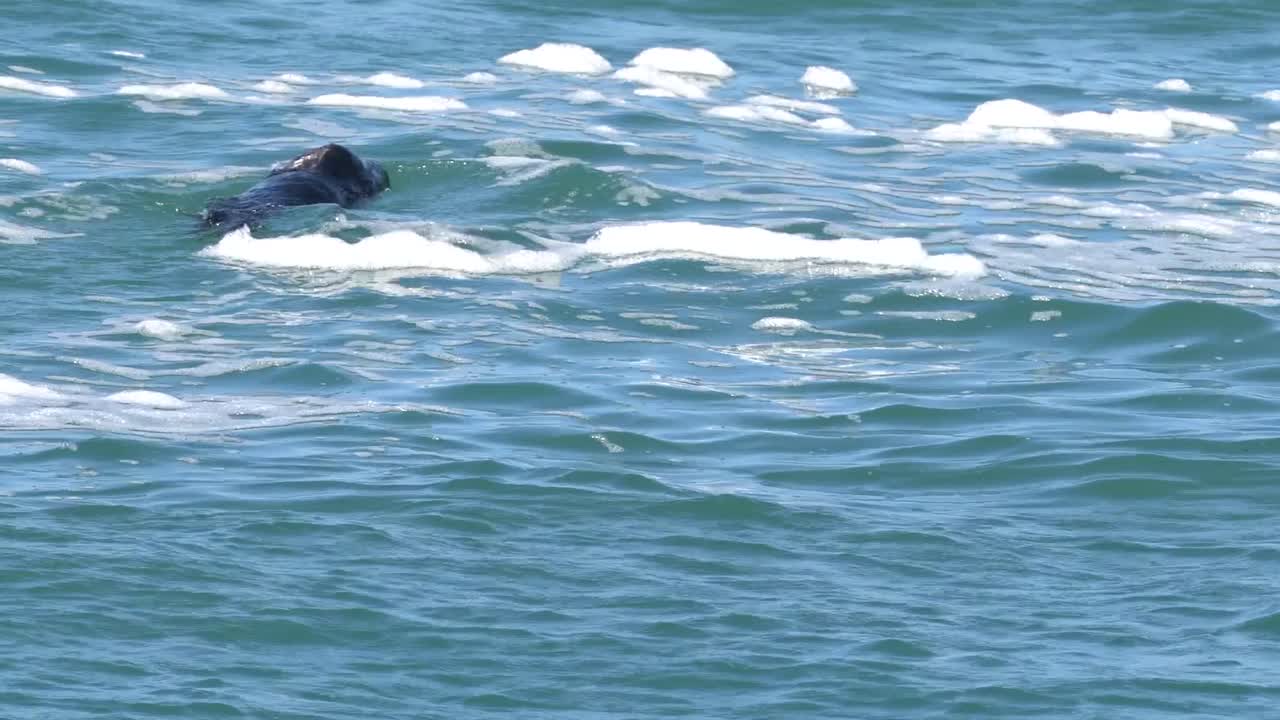 Cute adult sea otter swimming and grooming itself in Monterey Bay, California