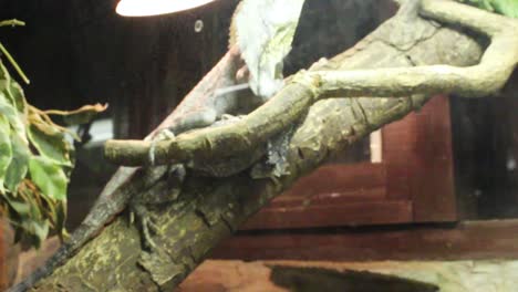 Rude-lizard-climing-the-tree-branch-in-the-zoo