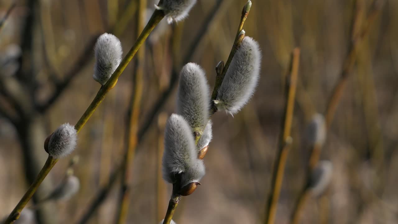 Pussy willow branch blooming close up in early spring, nature spring detail