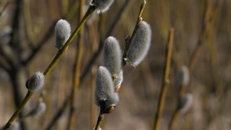 pussy willow branch blooming close up in early spring, nature spring detail