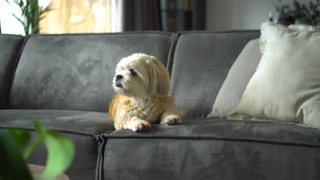 boomer shih tzu mixed-breed dog sits on sofa in living room