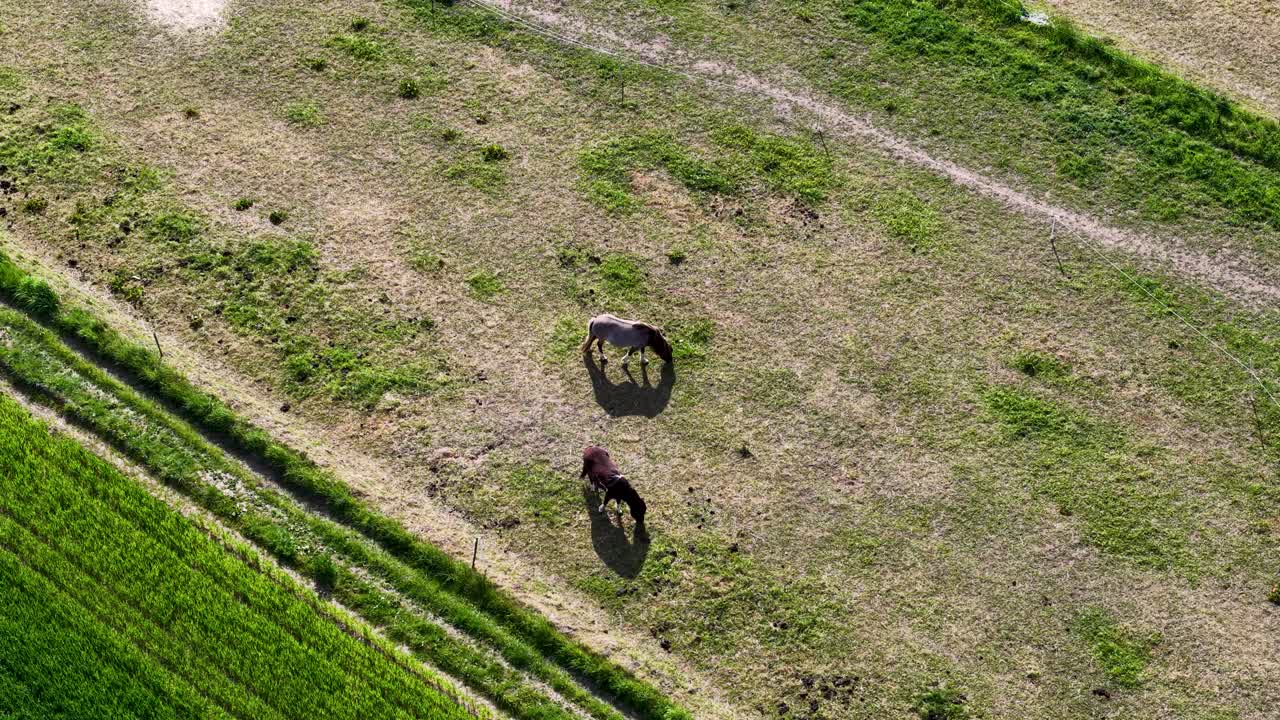 Aerial drone shot of two horses grazing in an open pasture bordered by green farmland