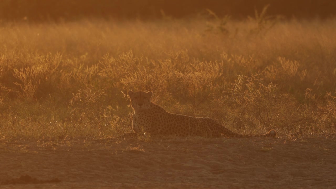 A cheetah rests peacefully in the golden light of sunset in Botswana and checking its surroundings
