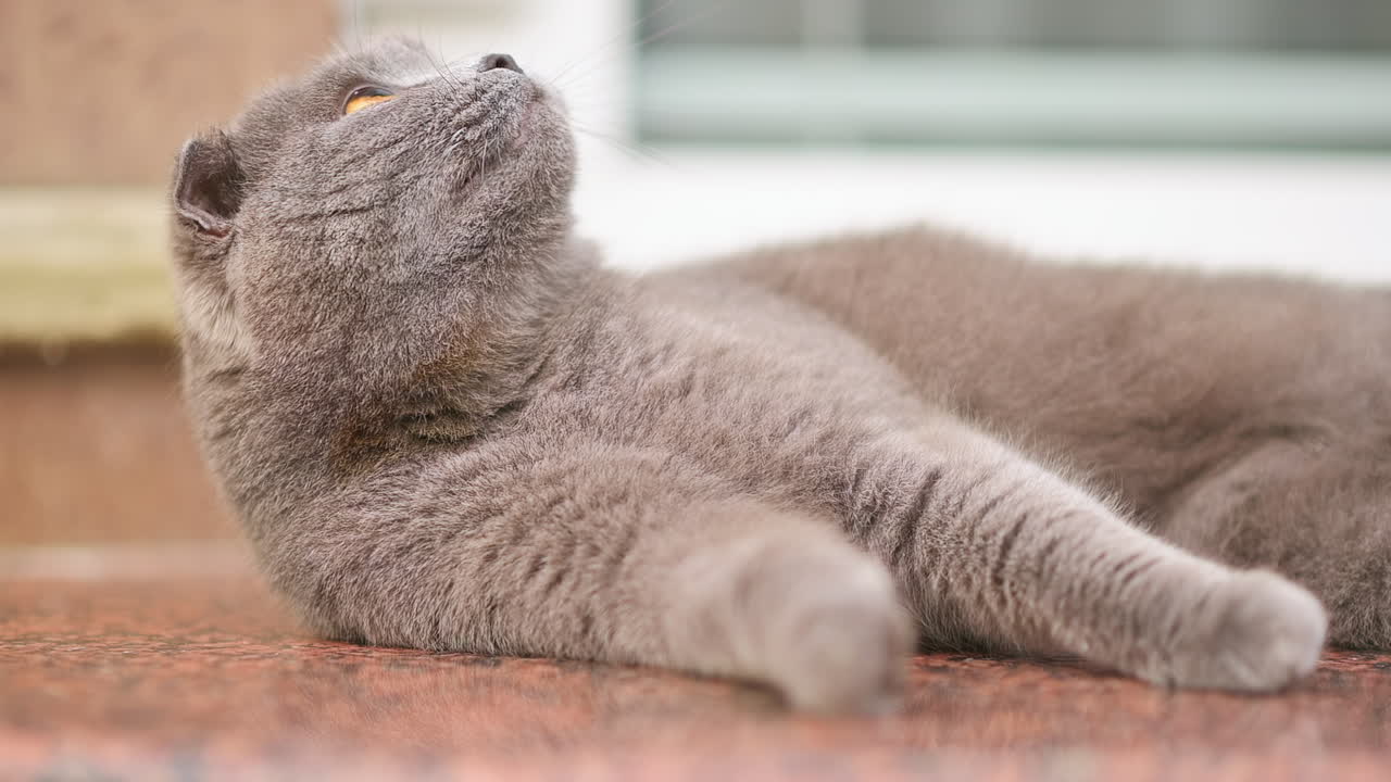 Close up of a gray cat peacefully lying on the brown floor