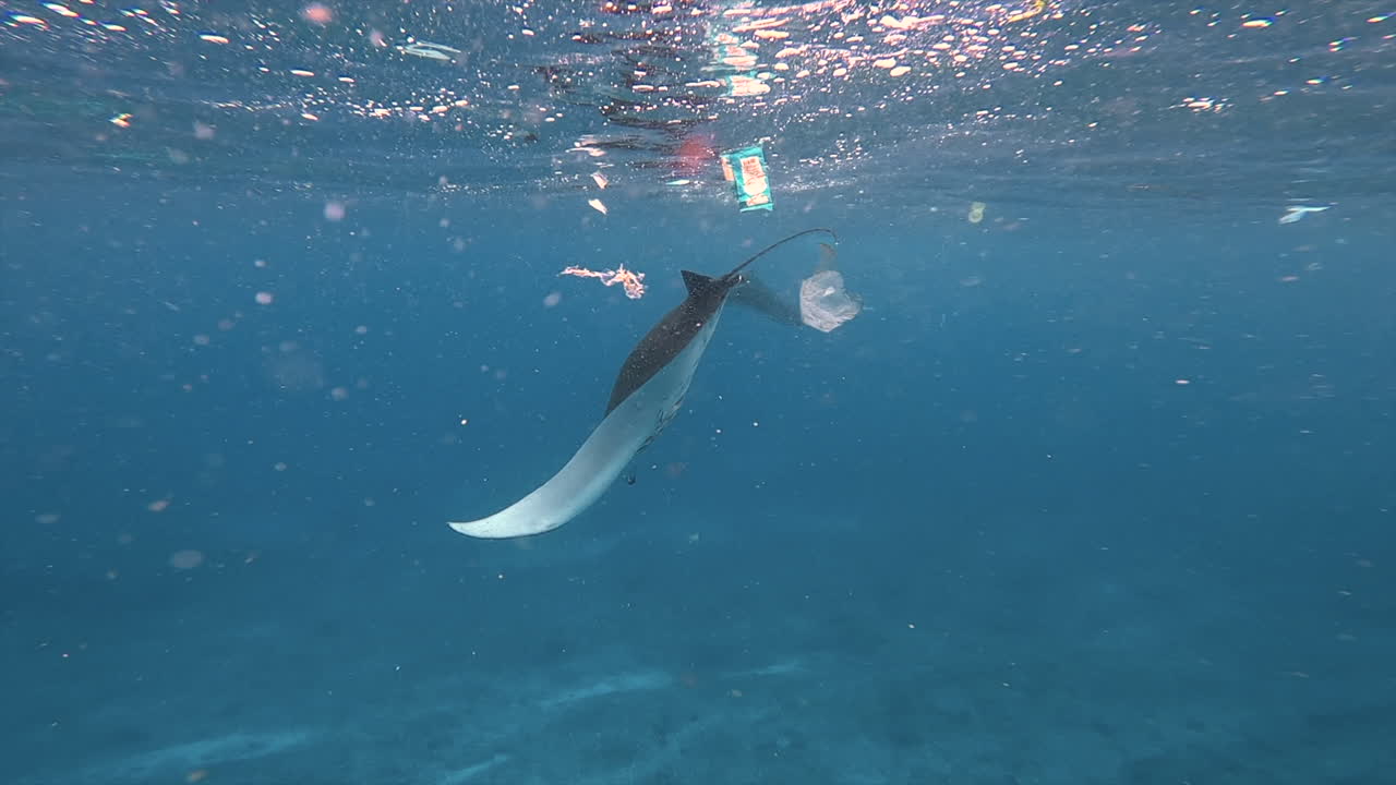 vista submarina de las rayas manta buceando en el océano azul contaminado a través de desechos plásticos, indonesia