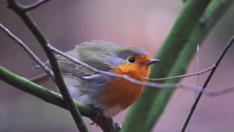 primer plano de un petirrojo de pie sobre una rama verde en un bosque