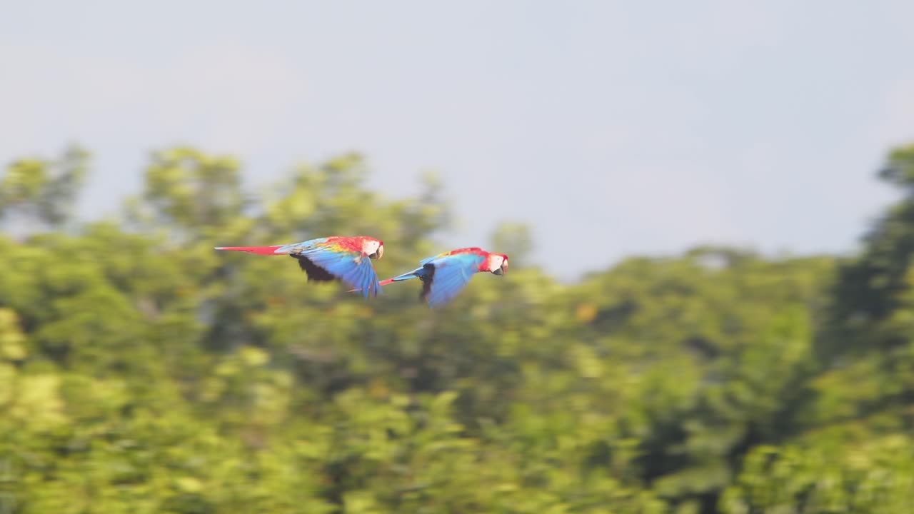 A brilliant Scarlet Macaw pair soars together, their vivid feathers glowing in Peru’s morning rainforest.