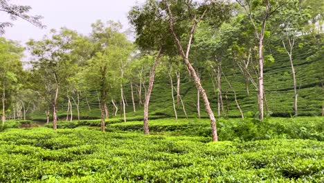 lush tea plantations at noor jahan tea garden in bangladesh, southeast asia. panning shot