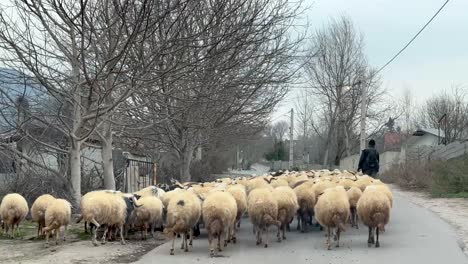 goat on the road old shepherd herding the flocks grazing in side road mountain climate winter season sheep animal mammal group are walking on the rural road in highland town north of iran middle east