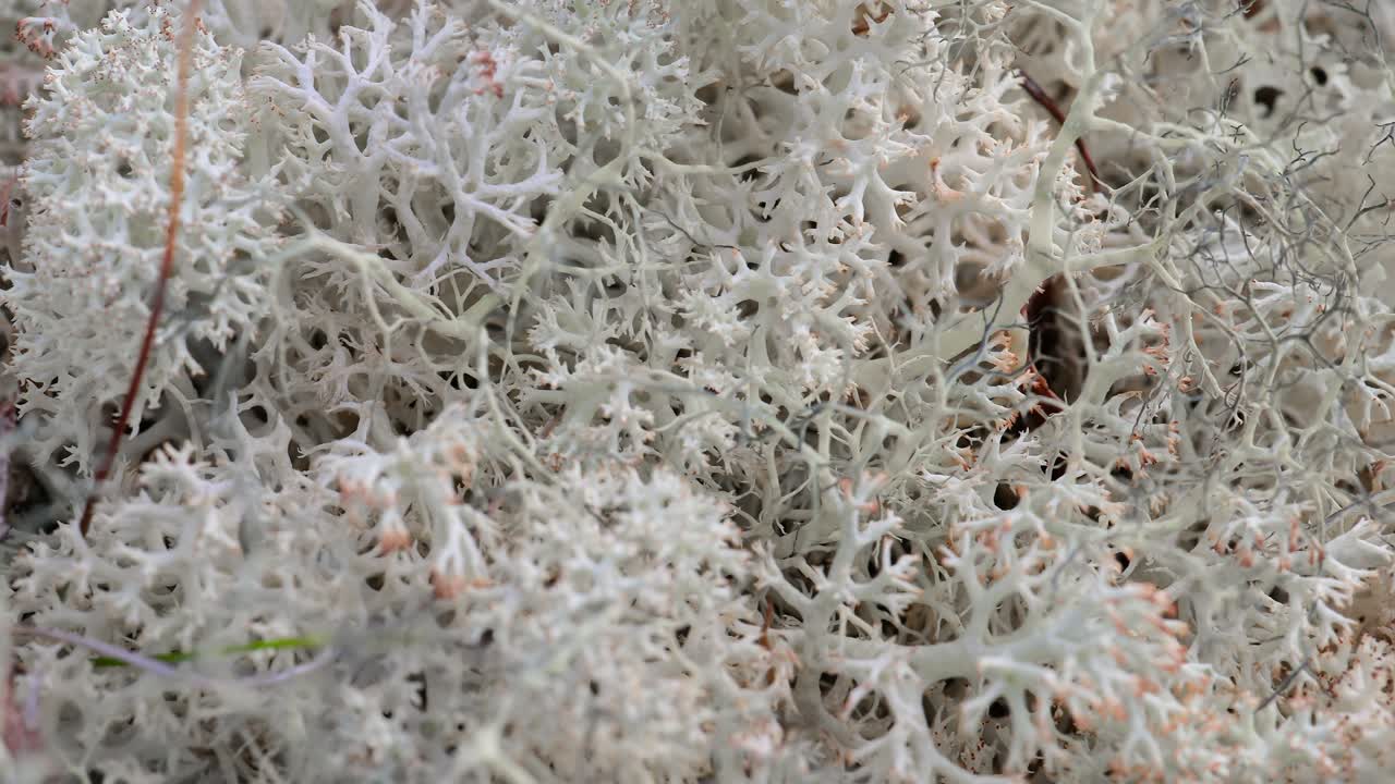 la tundra ártica, la hermosa naturaleza, el paisaje natural de noruega.