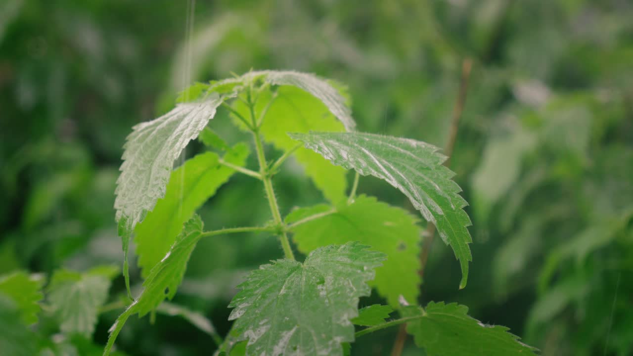 Close-up of a Lush Green Plant with Wet Leaves