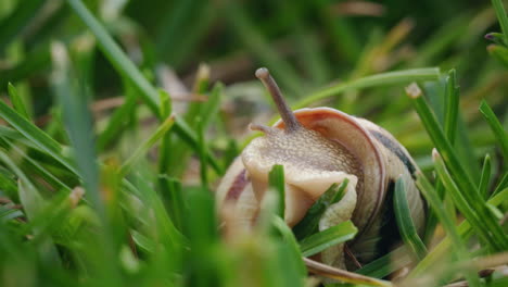 Snail in Grass