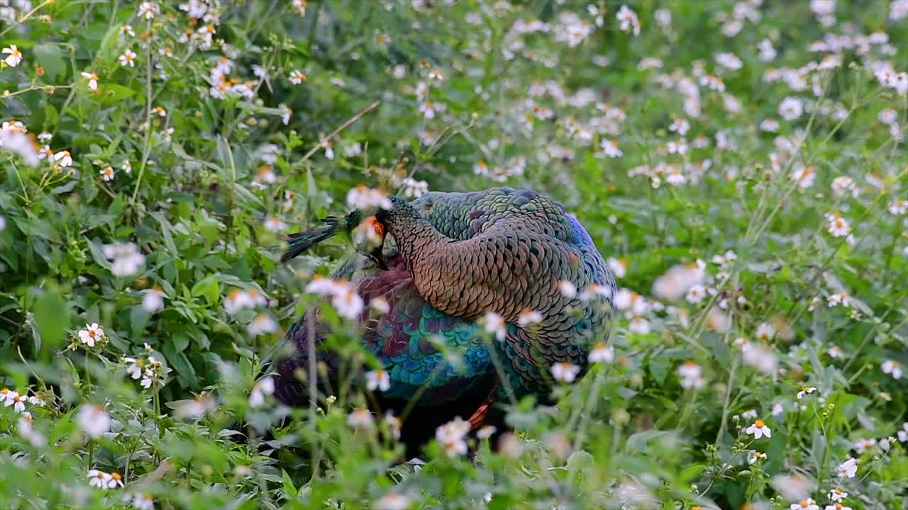 el pavo real verde es una de las aves más hermosas de tailandia y verlo acicalarse en medio de las plantas con flores es una experiencia fantástica para recordar
