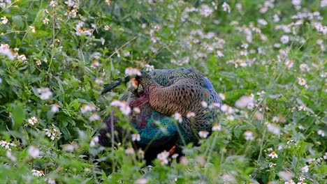 el pavo real verde es una de las aves más hermosas de tailandia y verlo acicalarse en medio de las plantas con flores es una experiencia fantástica para recordar