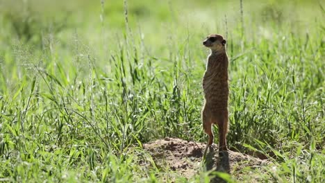 Wide-shot-of-a-Meerkat-standing-on-his-hind-feet-and-checking-its-surroundings,-Kgalagadi-Transfrontier-Park