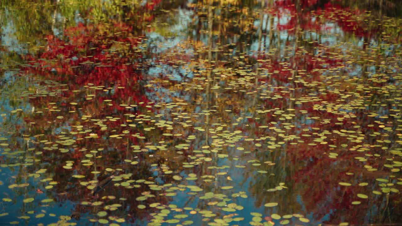Calm water reflecting vibrant autumn trees and dense leaves on a top, North America, Quebec, Montreal, Canada.