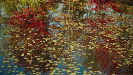 calm water reflecting vibrant autumn trees and dense leaves on a top, north america, quebec, montreal, canada.