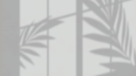 animación de la sombra de las hojas de la ventana sobre un fondo gris