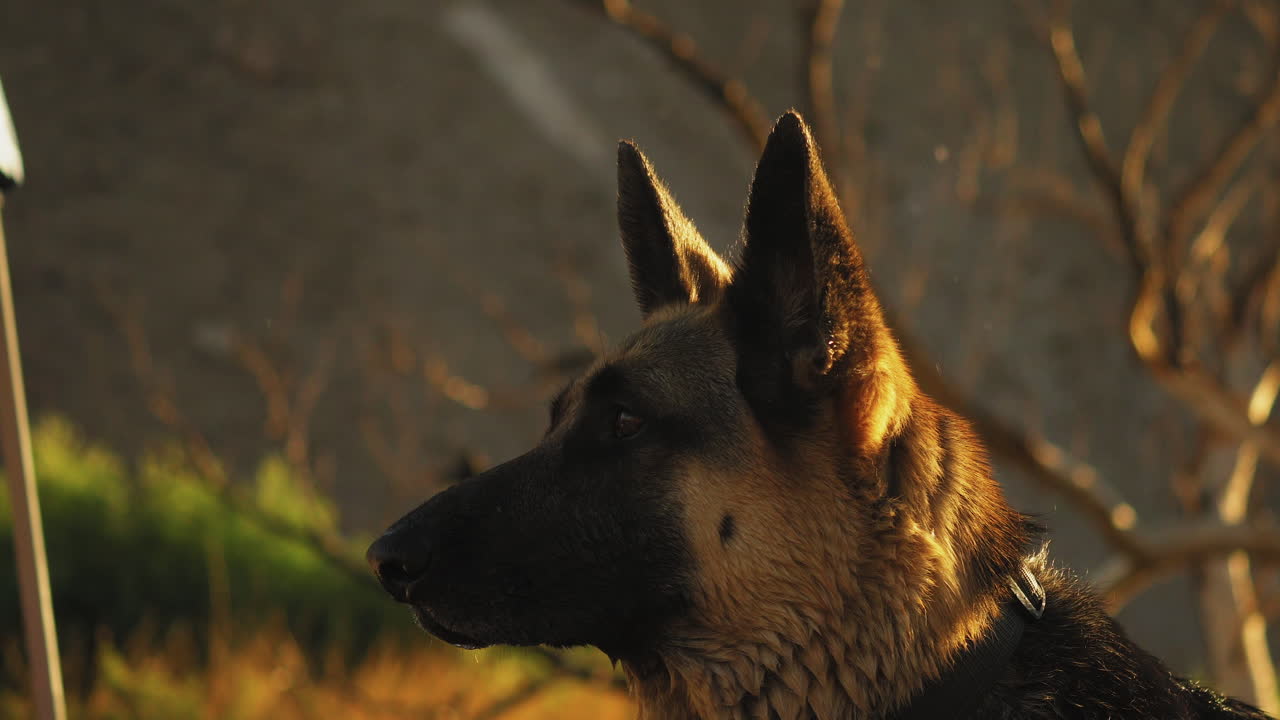 주변을 바라보는 세심한 독일 셰퍼드 개
