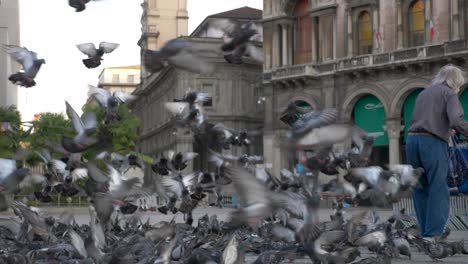 crazy old man feeding pigeons  at the piazza del duomo close to famous church in milan