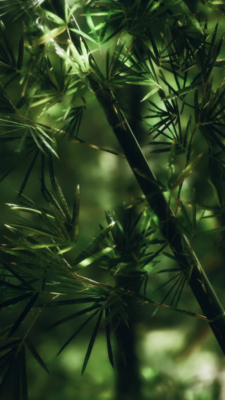 cerca del bosque de bambú