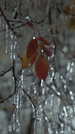 ramas de árboles heladas cubiertas de hielo con hojas de otoño vibrantes, iluminadas por faros borrosos de automóviles en el fondo, creando un ambiente de invierno sereno con reflejos brillantes