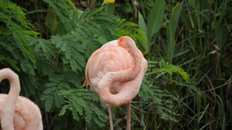Pink Flamingo Resting in Nature
