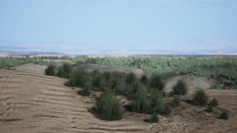 desierto de arena con un poco de hierba