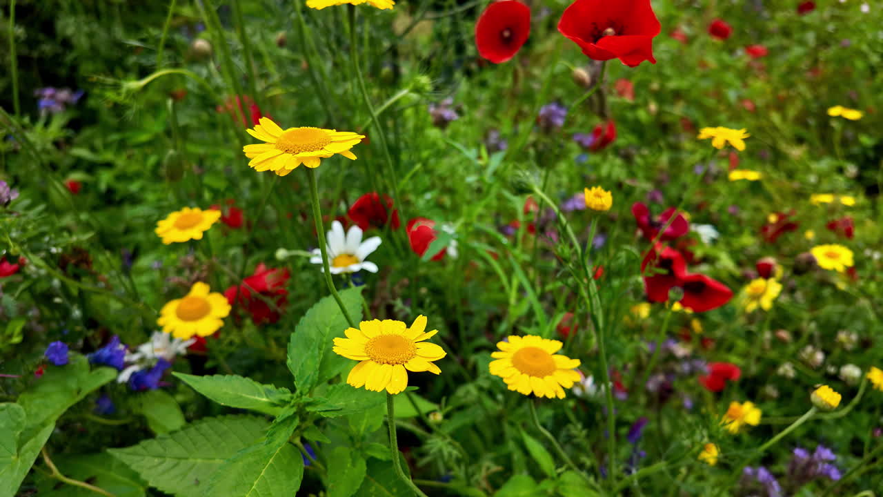 Sakte film av røde blomster i en hage