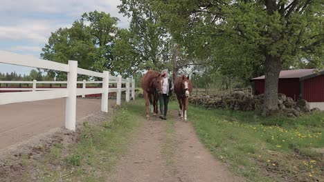 A-slow-motion-shot-of-a-woman-leading-her-two-beautiful-chestnut-Swedish-Half-Blood-horses-along-a-lane-to-a-paddock-for-an-afternoon-of-leisurely-horse-riding,-Vimmerby,-Sweden