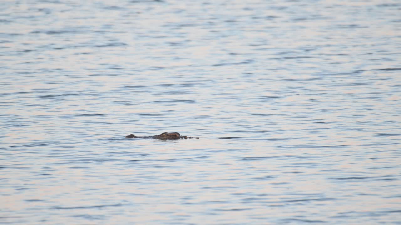 새 들 이 접근 하려고 할 때 머리 를 물 위 에 올려 왼쪽으로 움직이는 시아미스 악어 crocodylus siamensis, 태국