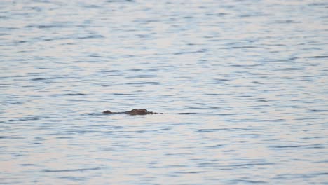 새 들 이 접근 하려고 할 때 머리 를 물 위 에 올려 왼쪽으로 움직이는 시아미스 악어 crocodylus siamensis, 태국