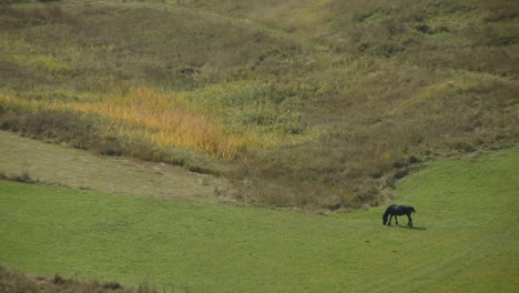 a lonely horse in the romanian countryside