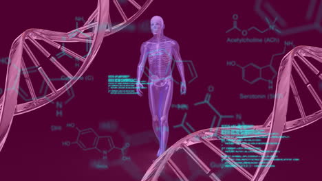 animación de fórmulas químicas y procesamiento de datos sobre cadenas de adn y cuerpo humano que camina