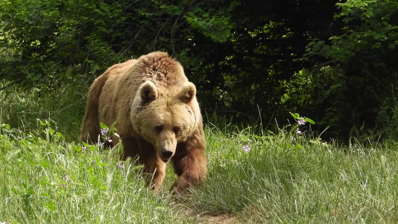 Orso bruno che cammina attraverso una radura erbosa nella foresta