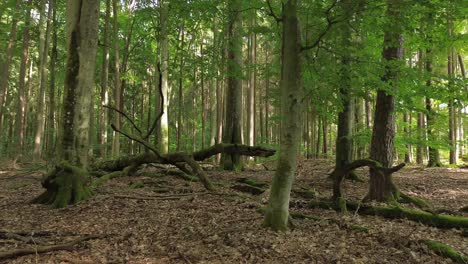 mixed-forest-floor-branches-nature-reserve-aerial-dolly-slide