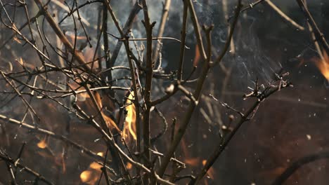 burning branches