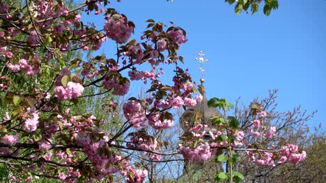 blooming tree and the dome of the orthodox church on easter