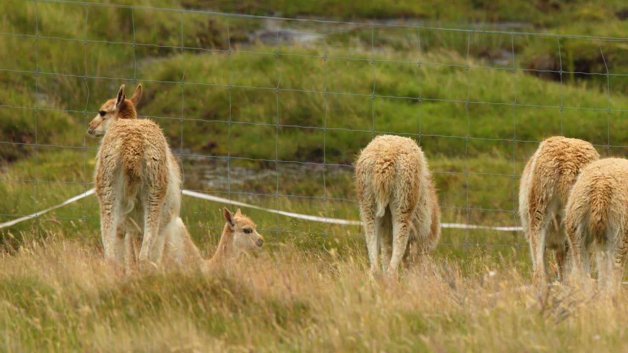 Four vicunas graze calmly in fenced grassland, overcast daylight, steady wide shot, natural environment