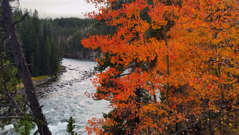 Grand-Canyon-of-the-Yellowstone-National-Park-river-Upper-lower-Falls-waterfall-lookout-artist-point-autumn-orange-red-yellow-Aspen-Trees-Canyon-Village-stunning-dusk-cinematic-pan-left-slowly