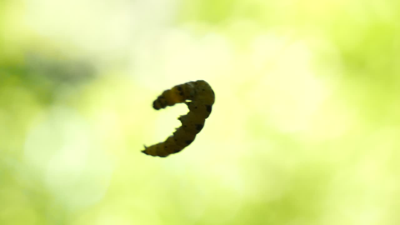 작은 에 공중에 매달린 초록색 애벌레의 근접 촬영