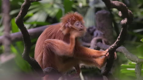 javan langur rascarse en la parte superior del árbol