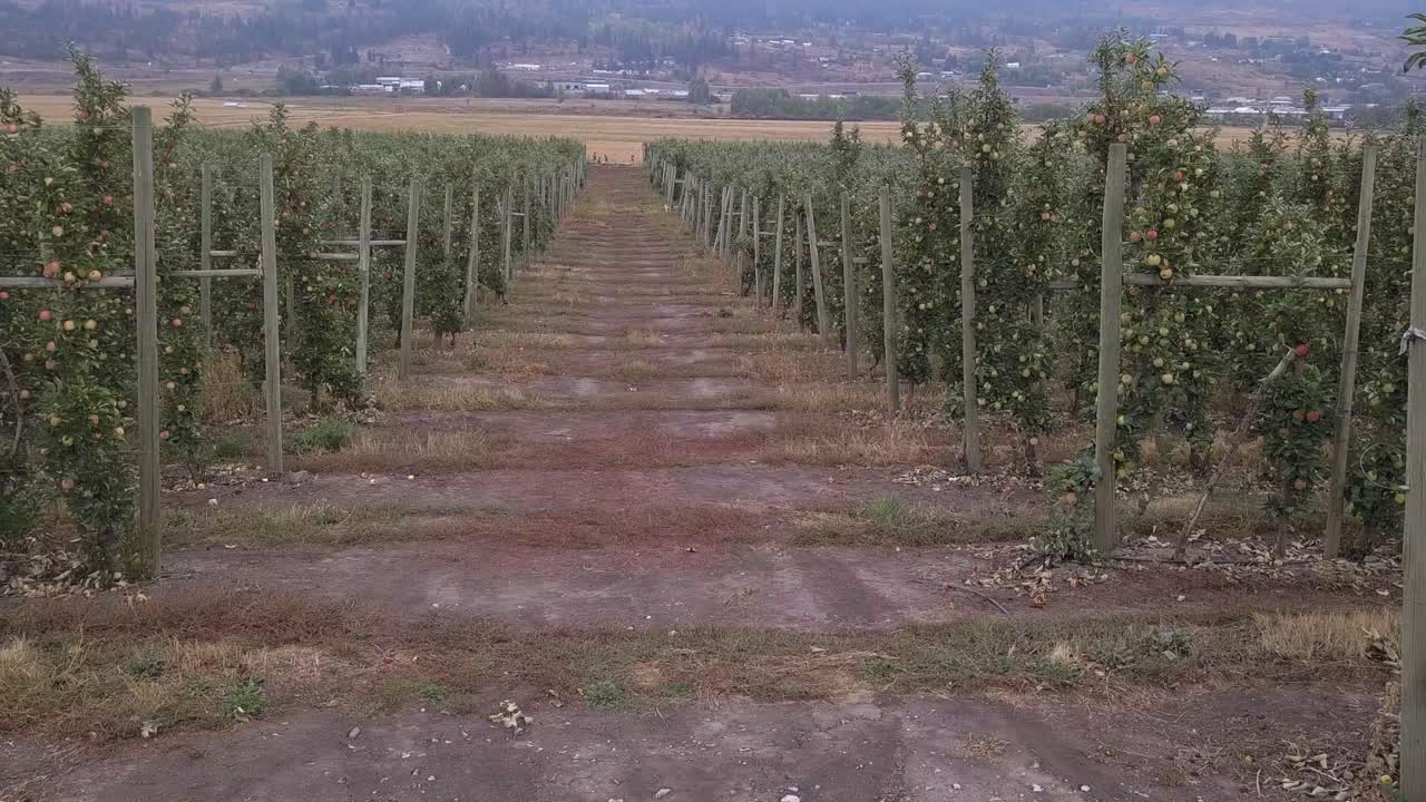 las manzanas rosadas y rojas maduran en el árbol en el huerto del valle de okanagan