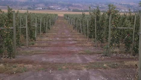 Pink-and-red-apples-ripen-on-the-tree-in-Okanagan-valley-orchard