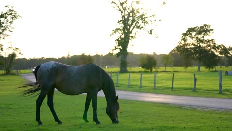 a balck horse grazing near a pathway, at sunset, in the new forest, hampshire, uk