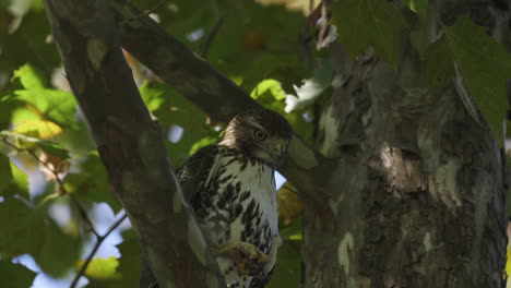 halcón en un árbol