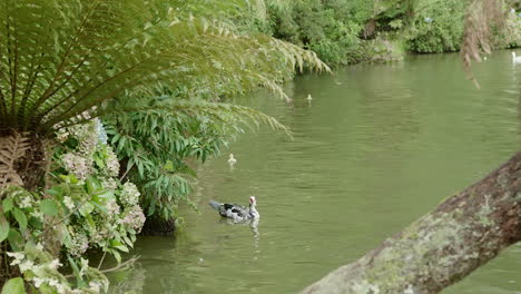 ducks and cute yellow ducklings swimming close to the margins on a lake in slow motion 120 fps 4k