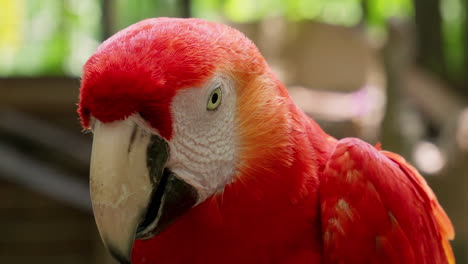 nahaufnahme eines farbenfrohen scharlach-makaos, eines tropischen vogels, der in einem käfig in einem zoo in bangkok, thailand, ausgestellt wird