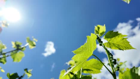 vine leaves against a blue, sunny sky
